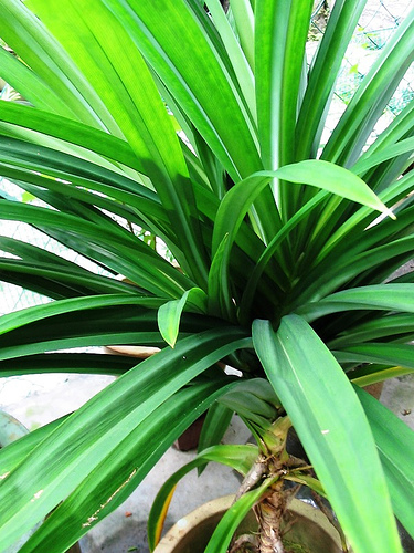 Pandan Leaves