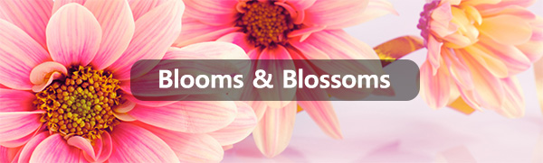 California Scents Malaysia - Blooms and Blossoms